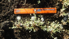 Stellaria eschscholtziana