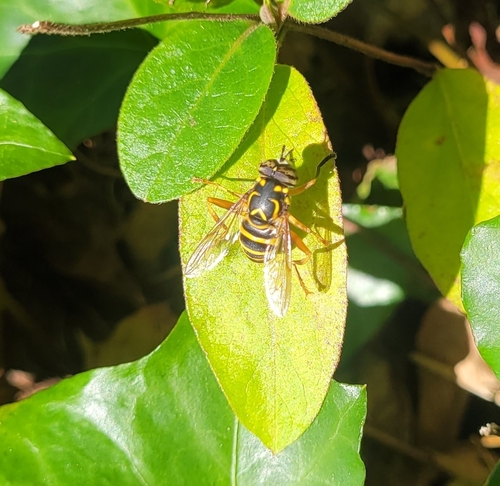 Unknown species found near Eastham, MA 02642, USA