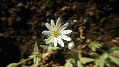 Stellaria eschscholtziana