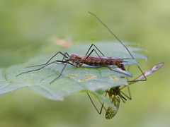 Tipula varipennis