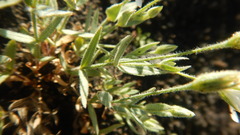 Stellaria eschscholtziana