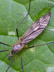 Tipula varipennis