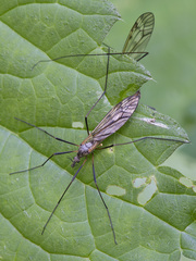 Tipula varipennis