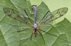 Tipula varipennis