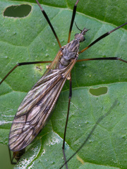Tipula varipennis