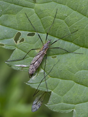 Tipula varipennis
