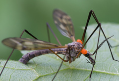Tipula varipennis