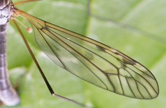 Tipula varipennis
