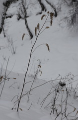 Actaea cimicifuga