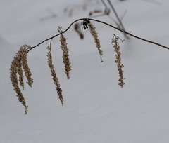 Actaea cimicifuga