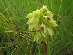 Orthochilus foliosus