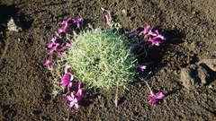 Dianthus repens