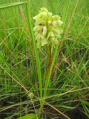 Orthochilus foliosus