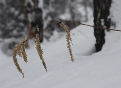 Actaea cimicifuga