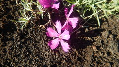 Dianthus repens