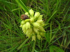 Orthochilus foliosus