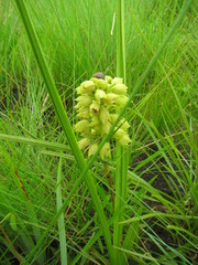 Orthochilus foliosus