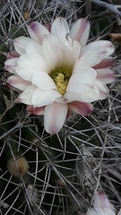 Acanthocalycium spiniflorum, photograph author not stated, no rights reserved