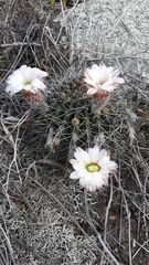 Acanthocalycium spiniflorum, photograph author not stated, no rights reserved