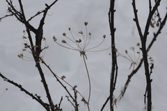 Bupleurum multinerve