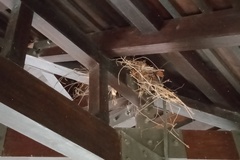 Callosciurus notatus