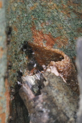 Homotrigona apicalis