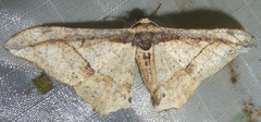 Hyposidra infixaria