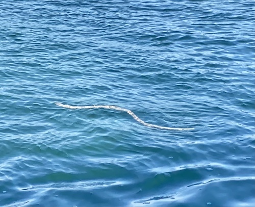 Stokes' Sea Snake sighting