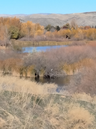 Great Blue Heron photographed in Idaho