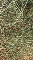 Haloxylon salicornicum