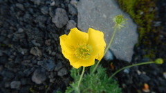 Papaver microcarpum