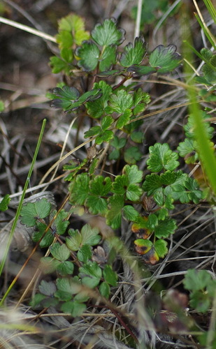 Thalictrum alpinum iNat (3)