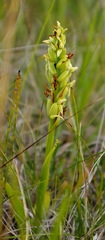 Platanthera aquilonis