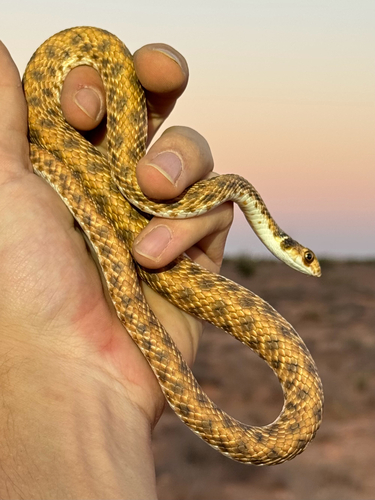 Moila Snake