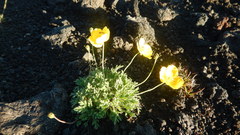 Papaver microcarpum