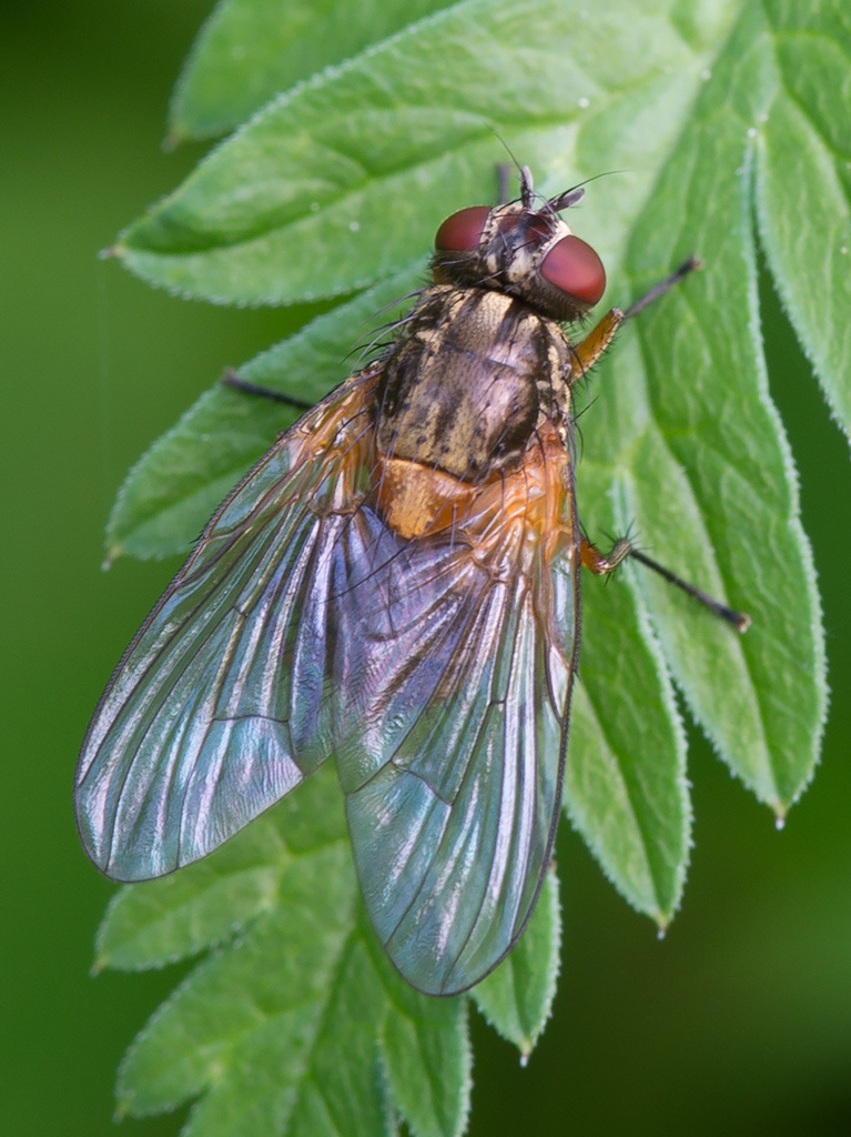 Mydaea corni