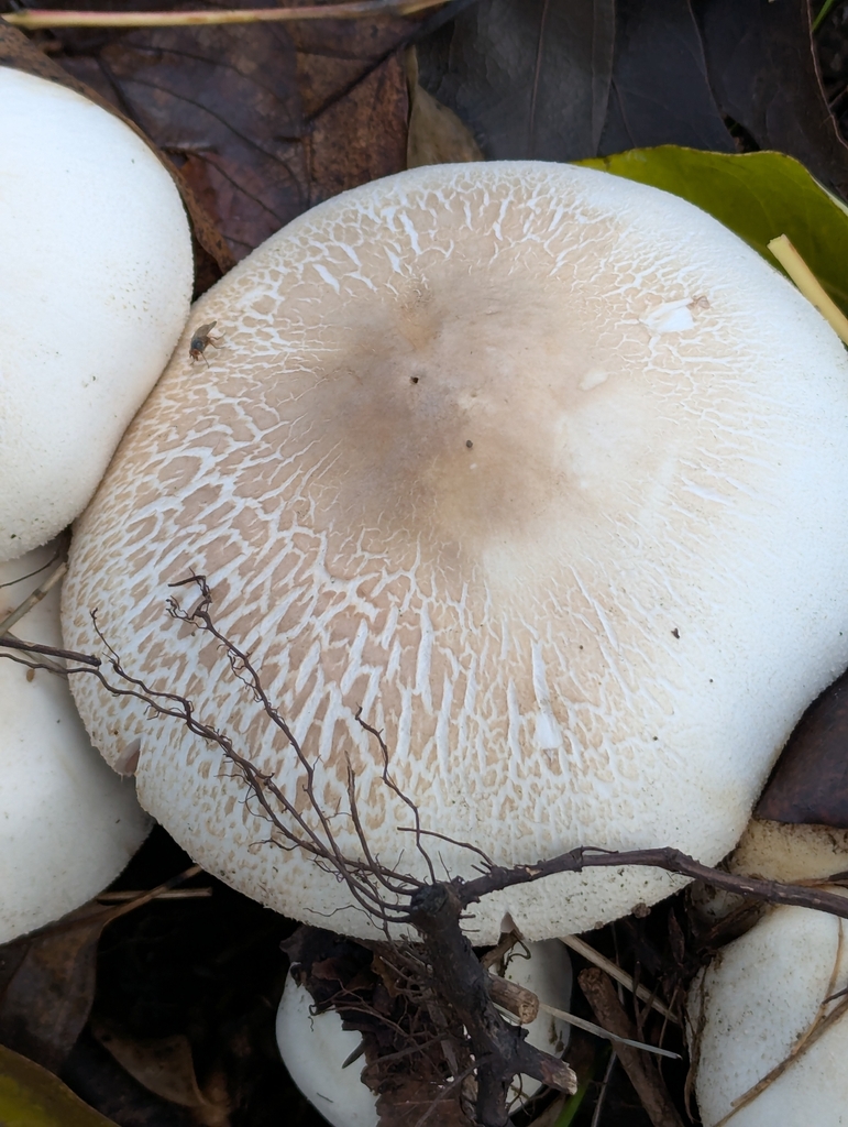 Agaricus xanthodermus · November 2025 · photo: © geographerdave (iNaturalist, cc-by)