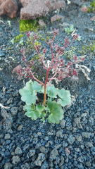 Micranthes purpurascens