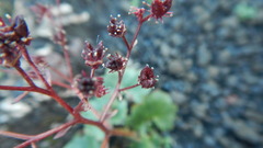 Micranthes purpurascens