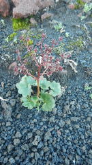 Micranthes purpurascens