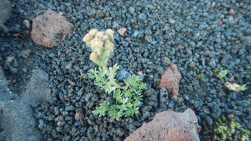 Image of Artemisia glomerata by (c) Сергей Крыленко, some rights reserved (CC BY)