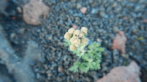Image of Artemisia glomerata by (c) Сергей Крыленко, some rights reserved (CC BY)