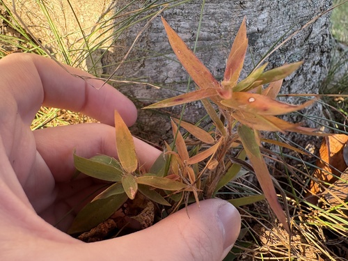 peat grass (Dichanthelium lanuginosum)