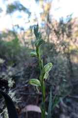 Pterostylis melagramma