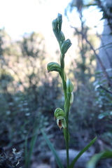Pterostylis melagramma