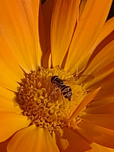 Unknown species found near Milford, CT 06460, USA
