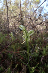 Pterostylis williamsonii