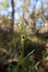 Pterostylis williamsonii