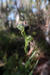 Pterostylis williamsonii