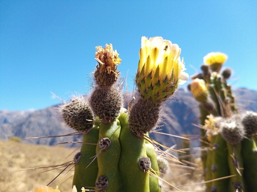 Corryocactus brevistylus, photograph 4